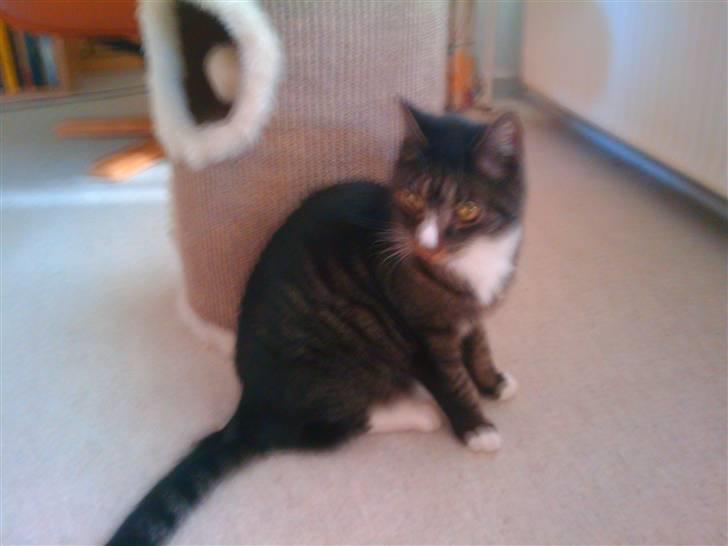 Huskat Felix R.I.P VIL SAVNES!! - elsker diig søde! billede 2