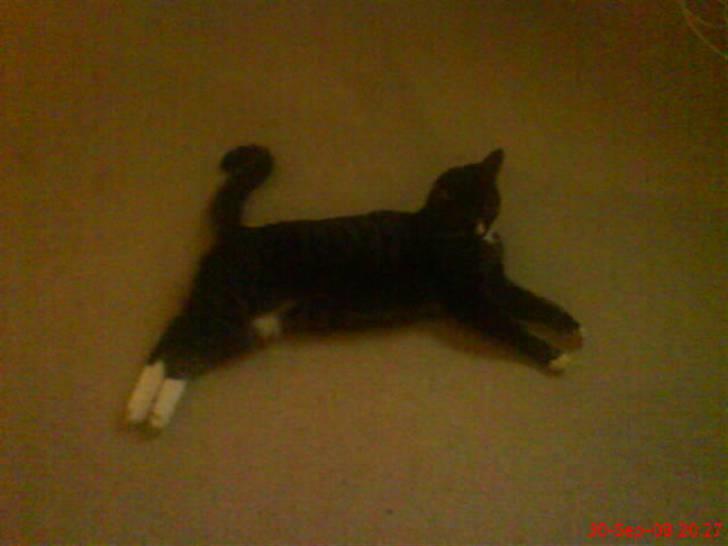 Huskat Felix R.I.P VIL SAVNES!! - når min!! skal du sove? billede 3