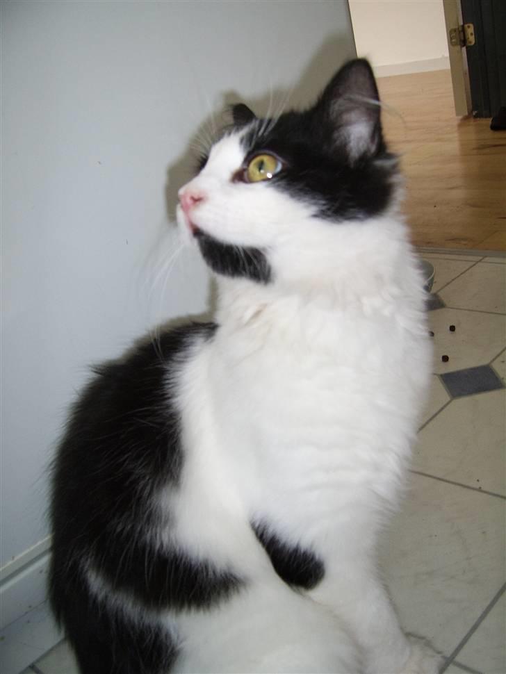 Blanding af racer Tarzan billede 5