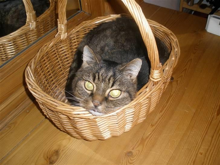 Blanding af racer Mister billede 13