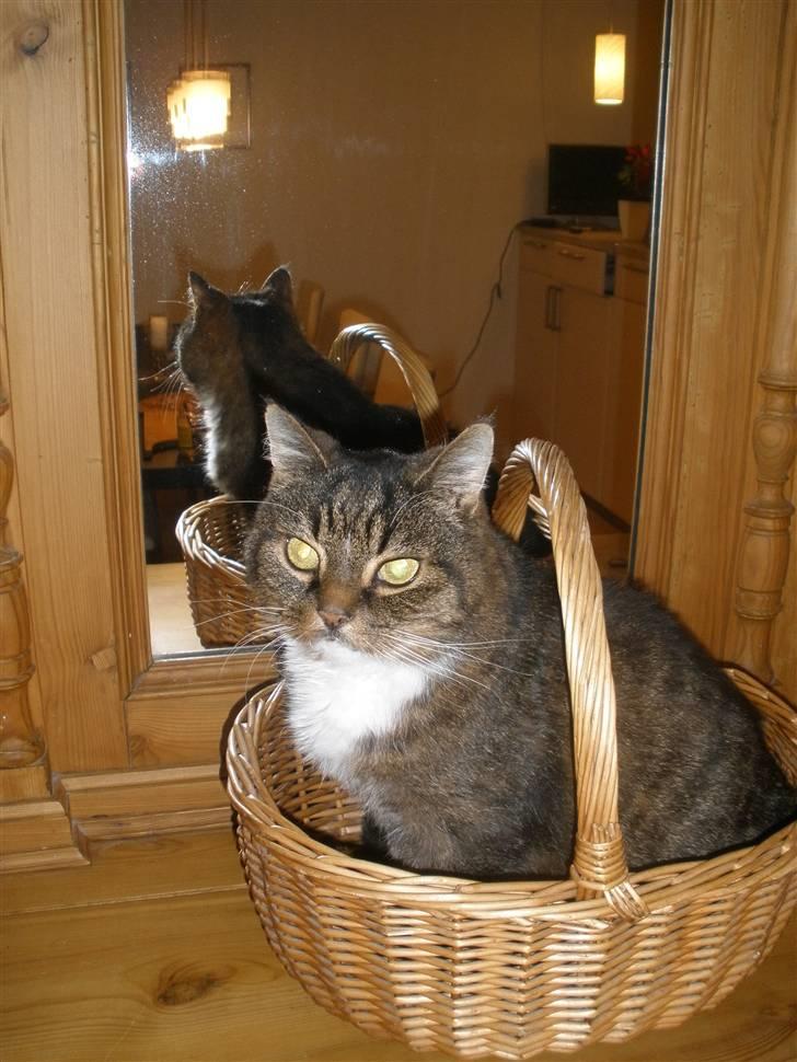 Blanding af racer Mister billede 14