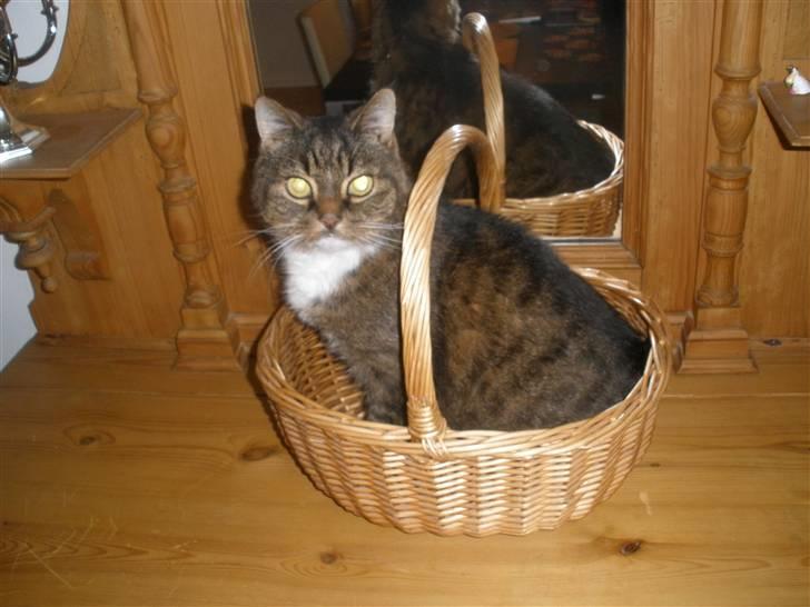 Blanding af racer Mister billede 15