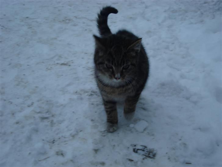 Blanding af racer Junior *RIP* billede 1