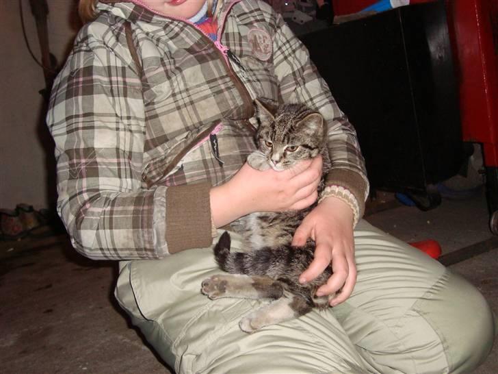 Blanding af racer Junior *RIP* billede 2