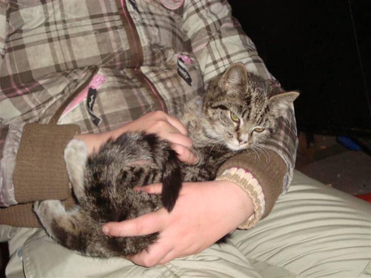 Blanding af racer Junior *RIP* billede 3