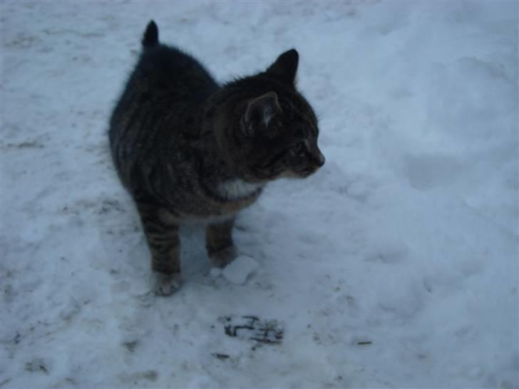 Blanding af racer Junior *RIP* billede 4