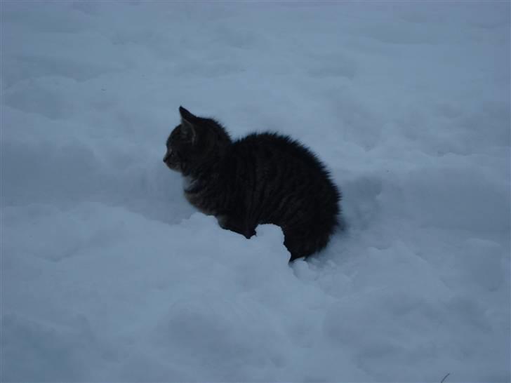 Blanding af racer Junior *RIP* billede 5