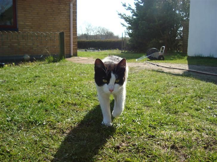 Blanding af racer Trine *Væk* :'( billede 1