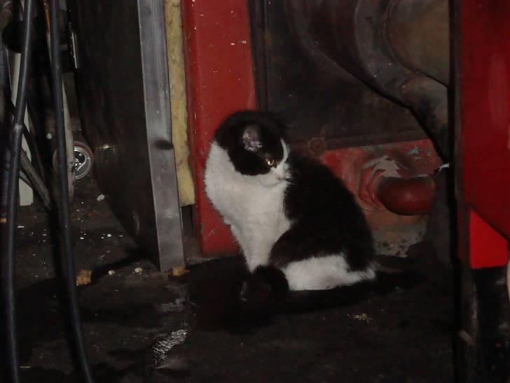 Blanding af racer Trine *Væk* :'( billede 2