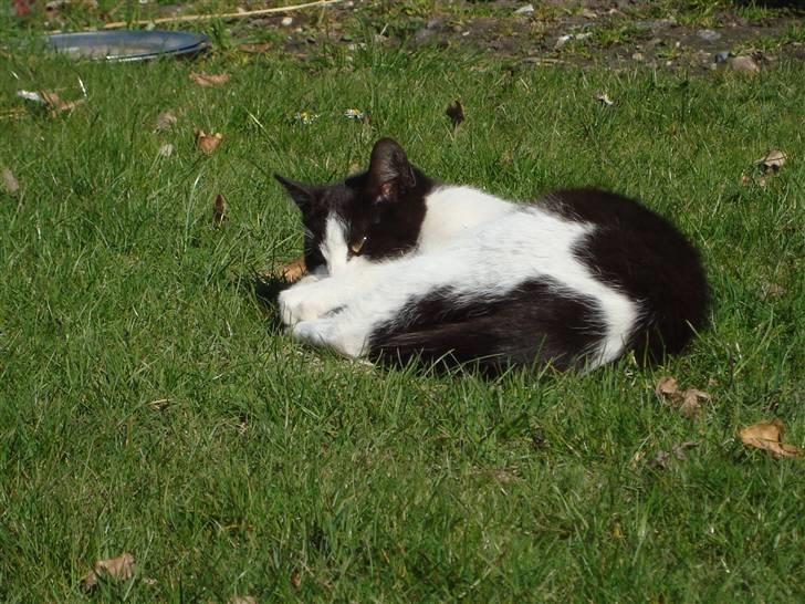 Blanding af racer Trine *Væk* :'( billede 3