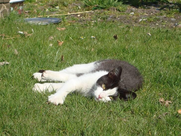 Blanding af racer Trine *Væk* :'( billede 4