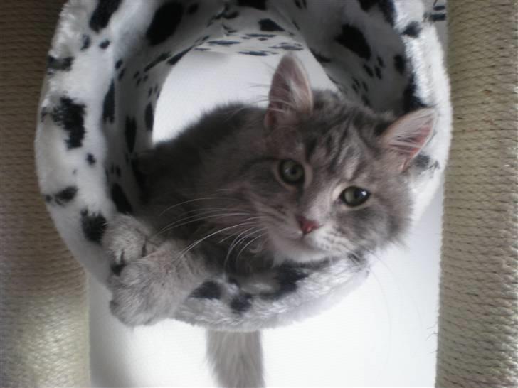 Blanding af racer R.I.P Nala billede 9