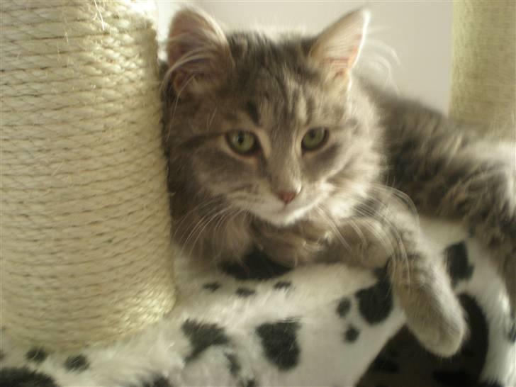 Blanding af racer R.I.P Nala billede 10