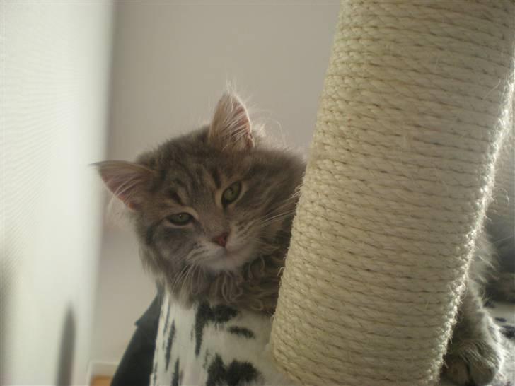 Blanding af racer R.I.P Nala billede 11