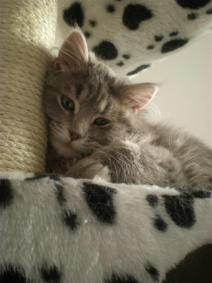 Blanding af racer R.I.P Nala billede 12