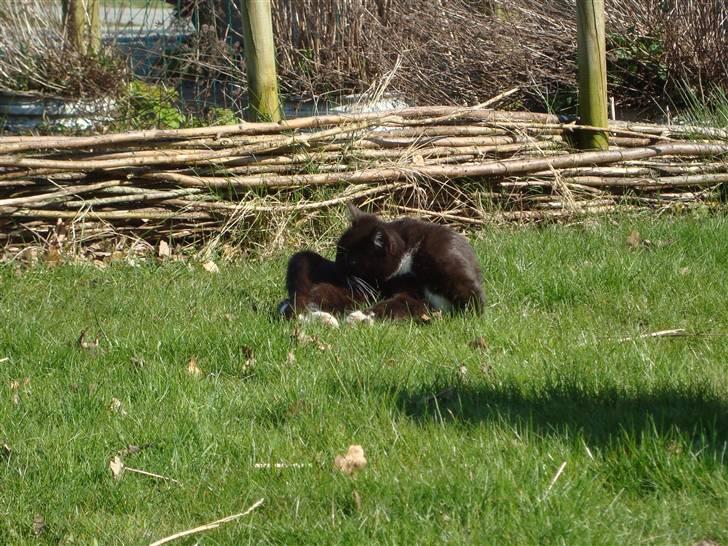 Blanding af racer Blacki *væk* billede 1