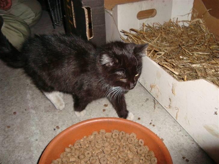 Blanding af racer Blacki *væk* billede 2