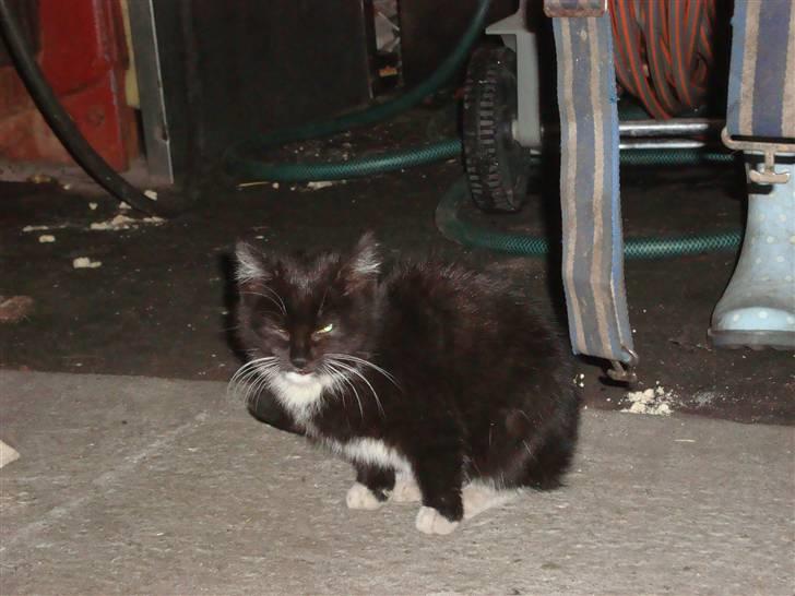 Blanding af racer Blacki *væk* billede 3