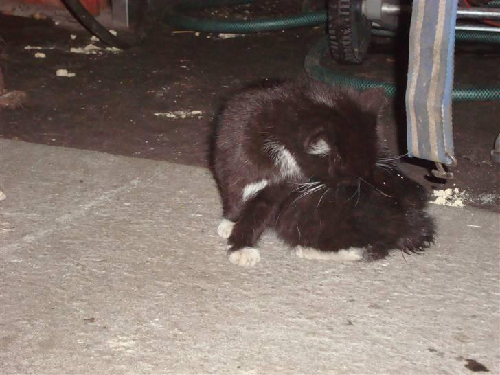 Blanding af racer Blacki *væk* billede 4