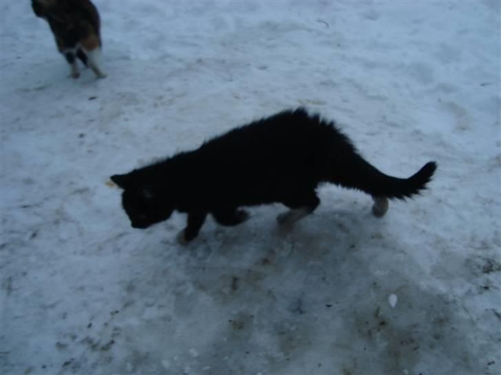 Blanding af racer Blacki *væk* billede 5