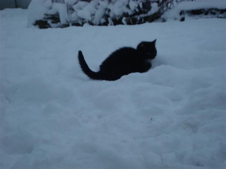 Blanding af racer Blacki *væk* billede 6