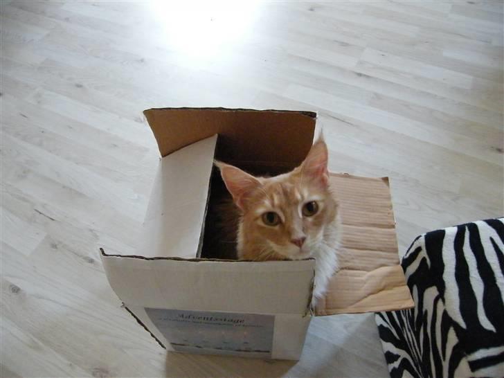 Maine Coon Columbine - Bine - Her bestemmer jeg.... billede 1