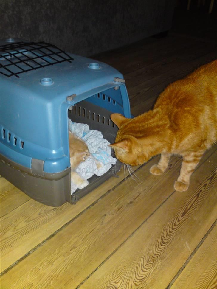 Maine Coon Columbine - Bine - Columbine lige ankommert og møder simba. billede 2