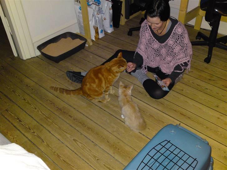 Maine Coon Columbine - Bine - Guf tid...  billede 3