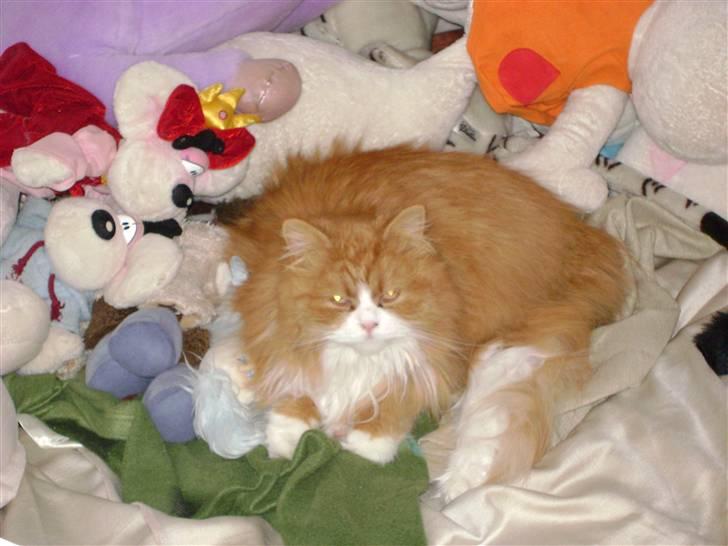 Blanding af racer Charlie billede 15