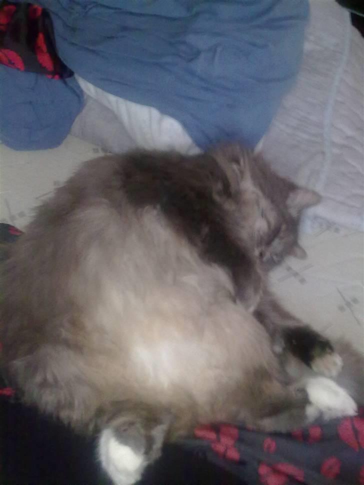 Norsk Skovkat Lambert. billede 7