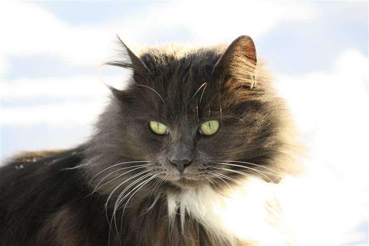 Blanding af racer Bamse (hjemmeboende) - Vinter 2010 billede 1