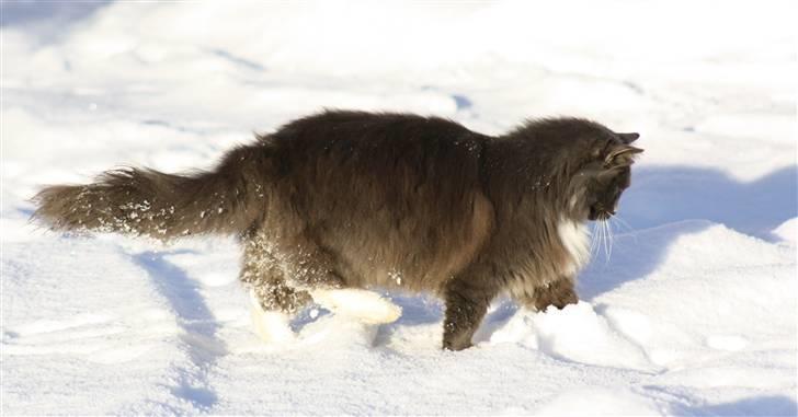 Blanding af racer Bamse (hjemmeboende) - Vinter 2010 billede 2