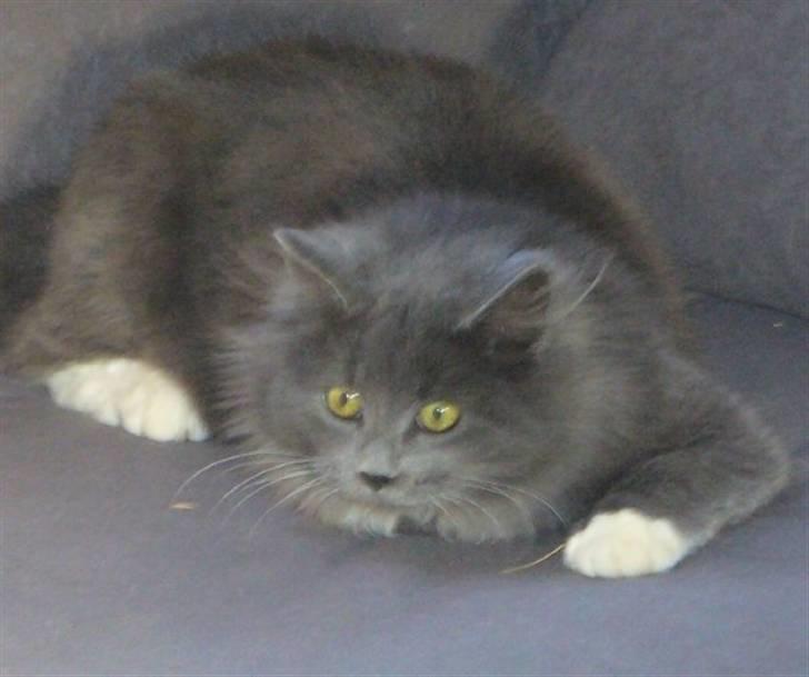 Blanding af racer Bamse (hjemmeboende) billede 3