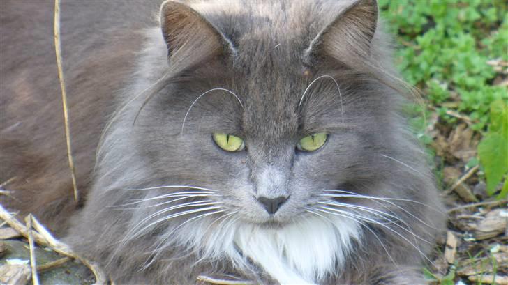 Blanding af racer Bamse (hjemmeboende) billede 4