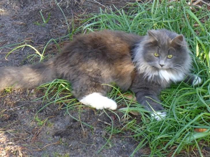 Blanding af racer Bamse (hjemmeboende) - Bamse viser manke billede 6