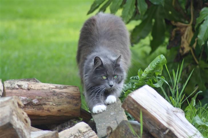 Blanding af racer Bamse (hjemmeboende) billede 8