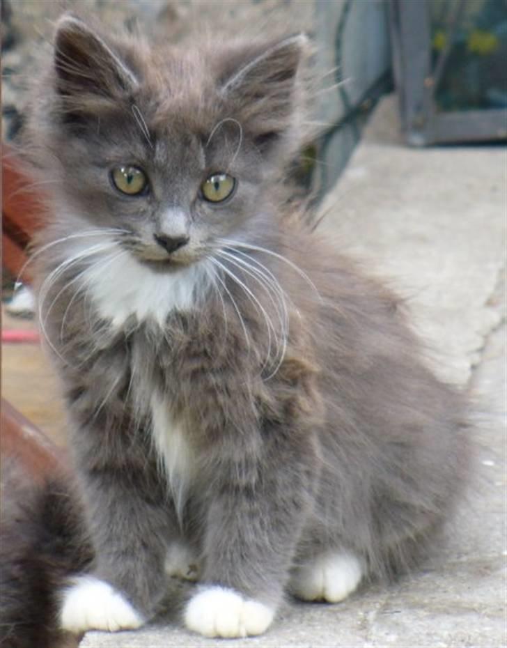 Blanding af racer Bamse (hjemmeboende) - Bamse som helt lille billede 9