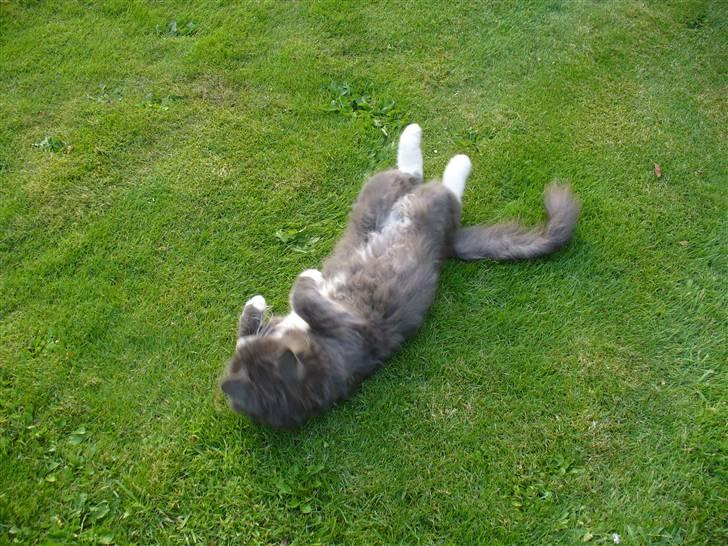 Blanding af racer Bamse (hjemmeboende) billede 10