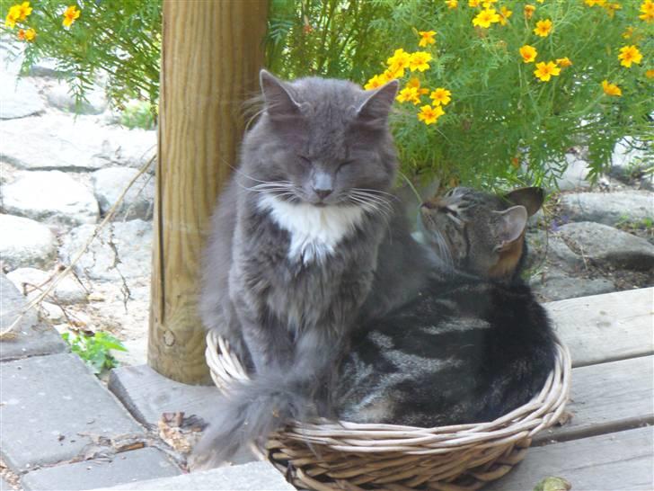 Blanding af racer Bamse (hjemmeboende) - Bamse har sat sig på futte "det er jo min kurv!" billede 11