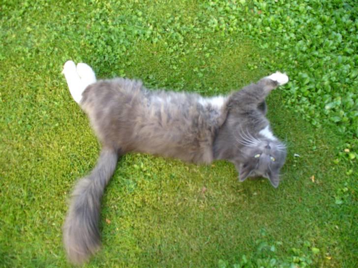 Blanding af racer Bamse (hjemmeboende) billede 12