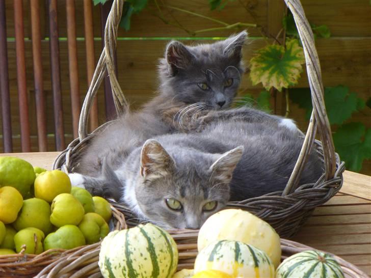 Blanding af racer Bamse (hjemmeboende) - Bamse og sin mor Rullemarie billede 13