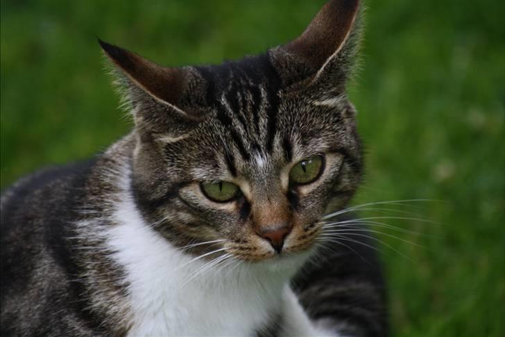 Blanding af racer Futte (Hjemmeboende) billede 1