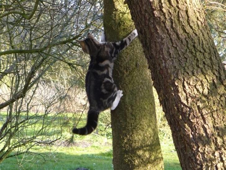 Blanding af racer Futte (Hjemmeboende) - Futte tjekker udsigten billede 2