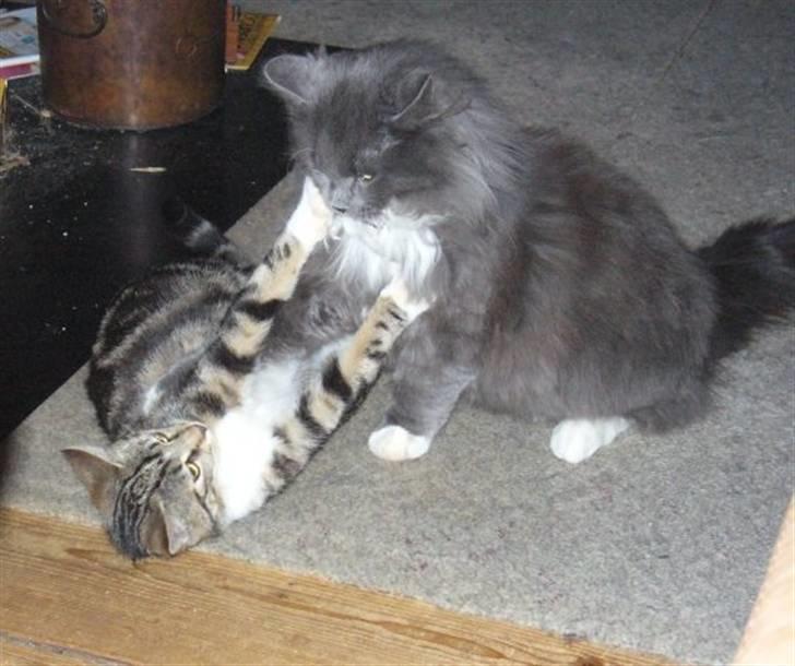 Blanding af racer Futte (Hjemmeboende) billede 3