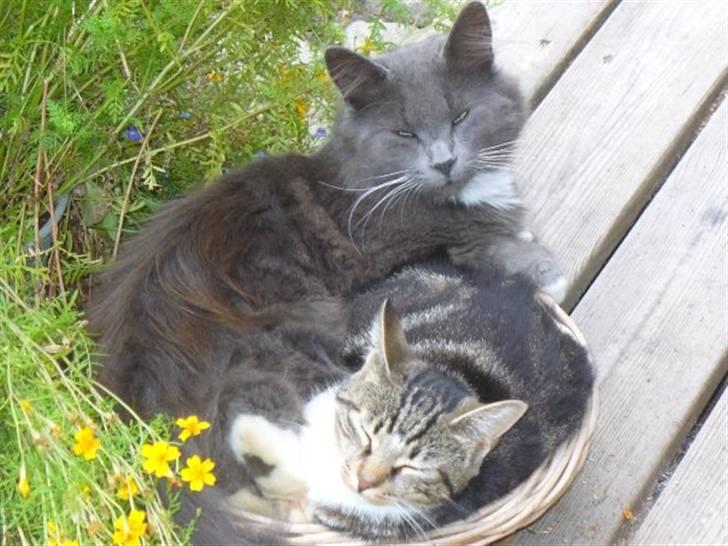 Blanding af racer Futte (Hjemmeboende) - ja Futte kom altså først  billede 4