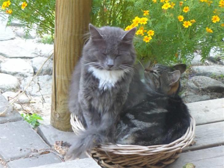 Blanding af racer Futte (Hjemmeboende) billede 5