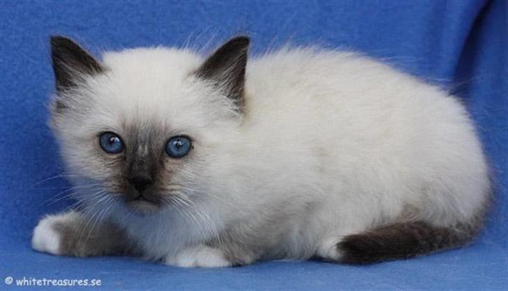 Hellig Birma Backkara's Rainbow. - her er jeg baby.2009. billede 3