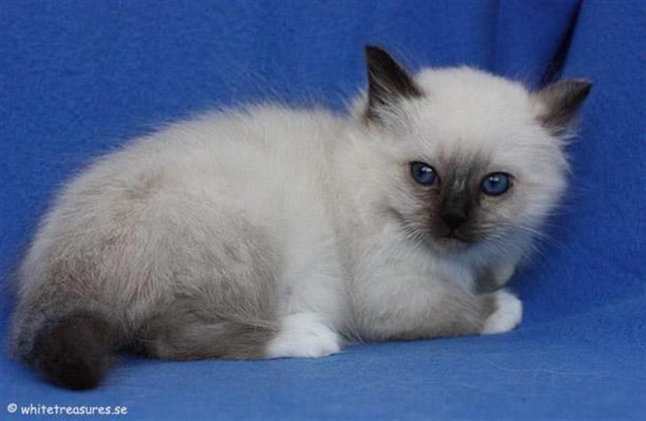 Hellig Birma Backkara's Rainbow. - her er jeg baby.2009. billede 4