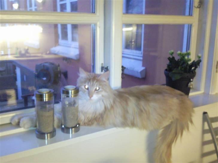 Maine Coon Simba - Hygger :) billede 7