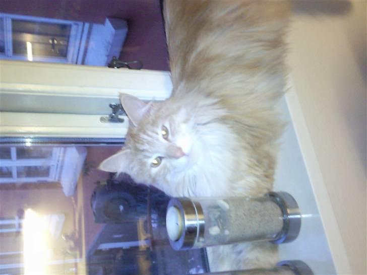 Maine Coon Simba billede 8